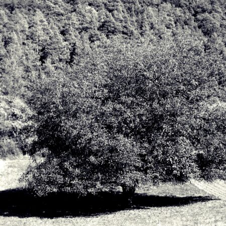 Sterbebild 29