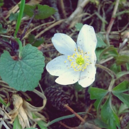 Sterbebild 72
