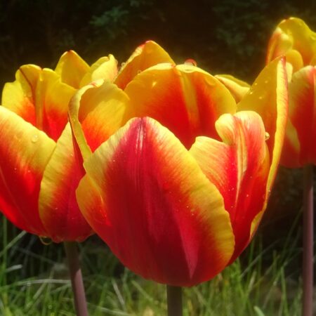 Sterbebild 8