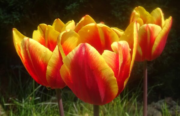 Sterbebild 8