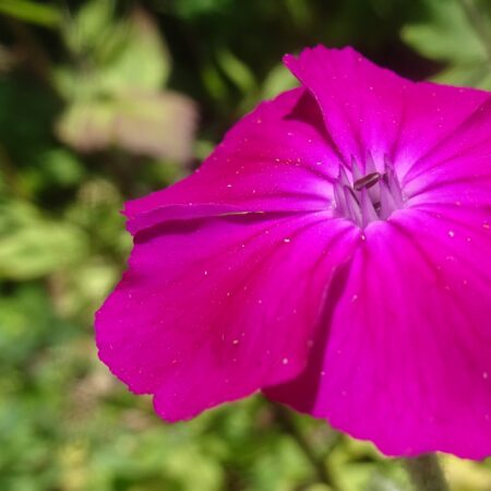 Sterbebild 28