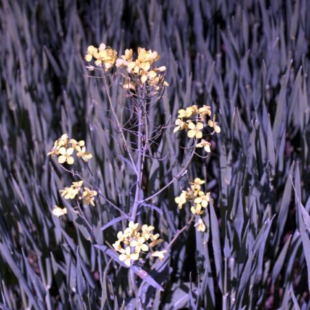Sterbebild 85