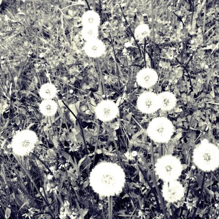 Sterbebild 13