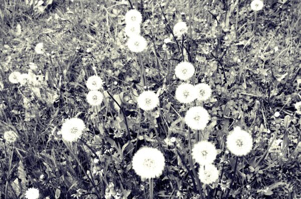 Sterbebild 13