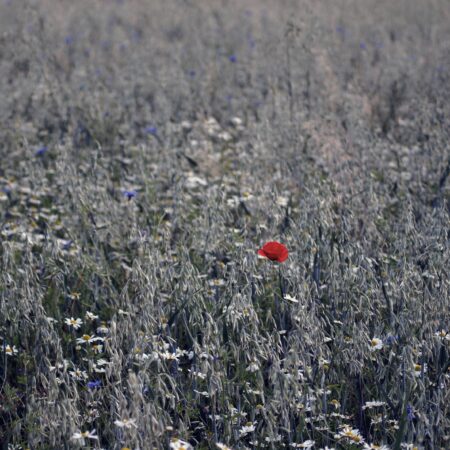 Sterbebild 78
