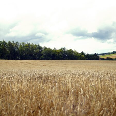 Sterbebild 10