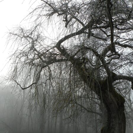 Sterbebild 50