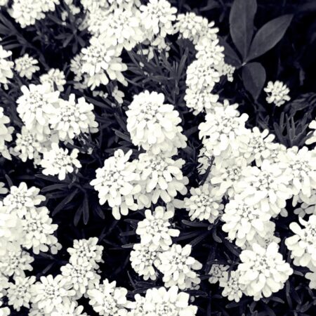 Sterbebild 81