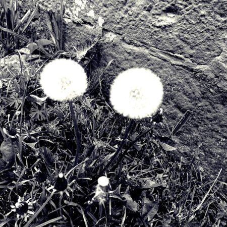 Sterbebild 82