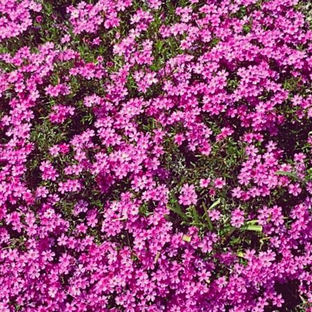 Sterbebild 87