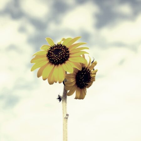 Sterbebild 6